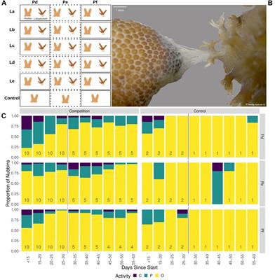 The Significance of Genotypic Diversity in Coral Competitive Interaction: A Transcriptomic Perspective
